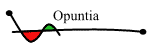 Opuntia