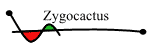 Zygocactus
