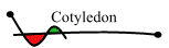 Cotyledon